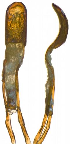 Réf. 249 960 : Otiorhynchus impressiventris